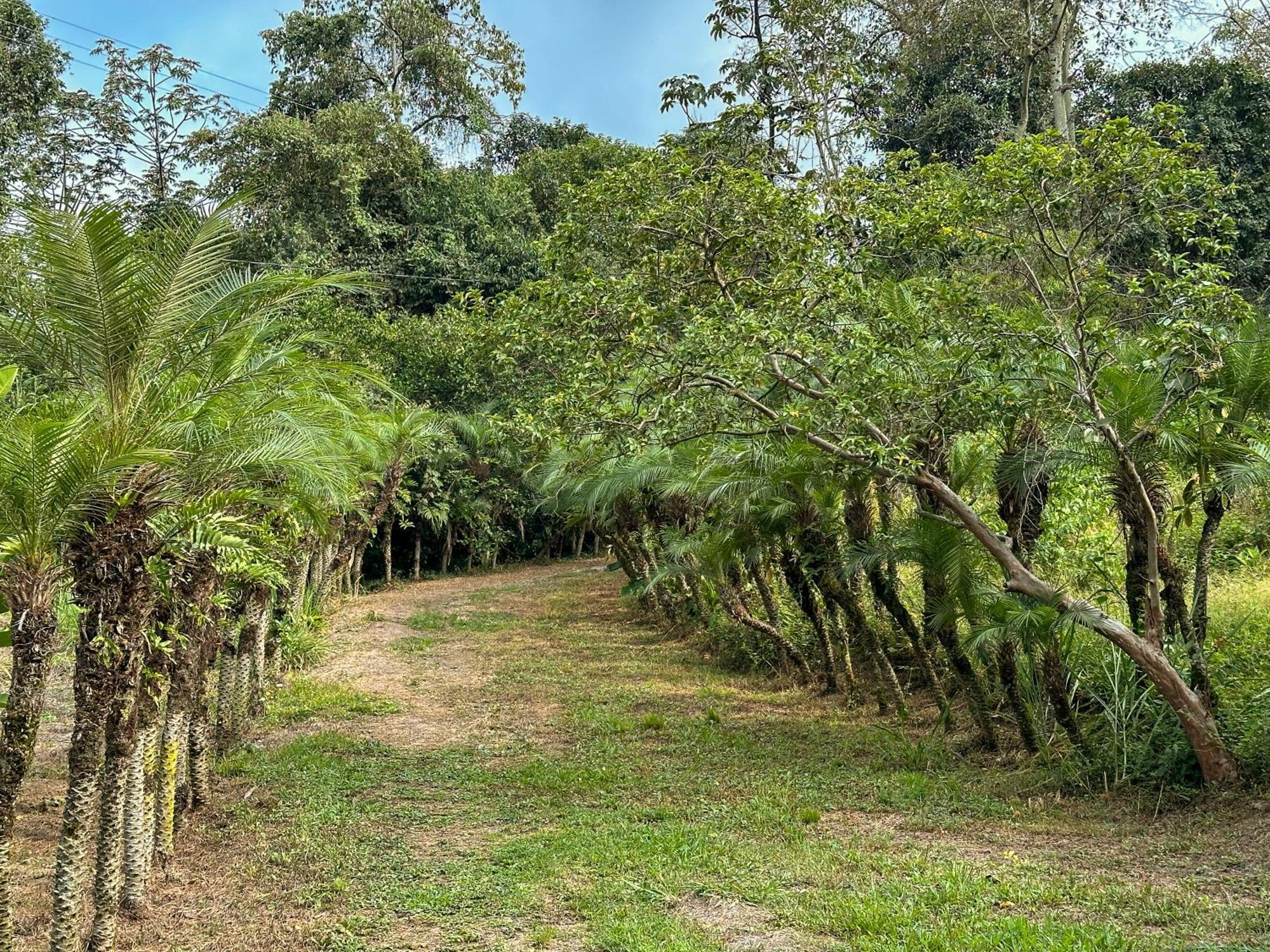 El Nido Andino *